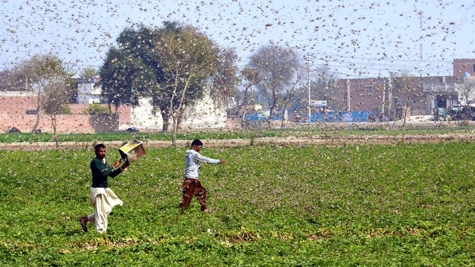 India under worst locust attack in 27 years Why you should be